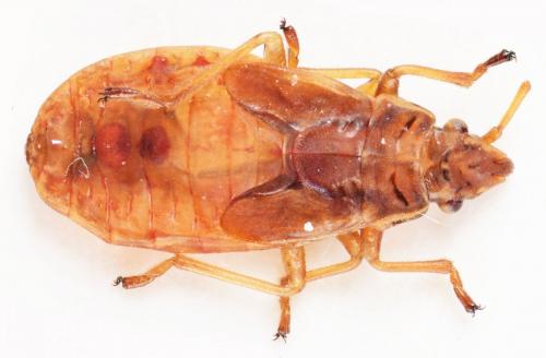Arocatus longiceps